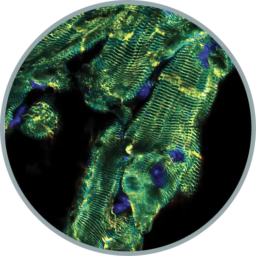 Cardlomyocte Graphic